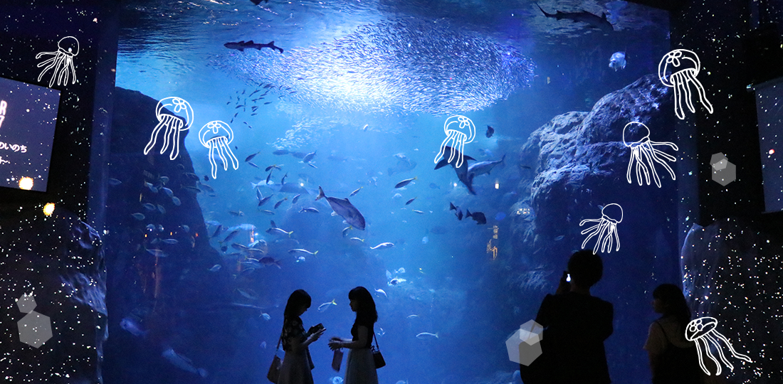 新江ノ島水族館 -クラゲの生態編-